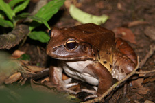 Toad